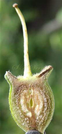  V.S. Hypanthium and Pistil